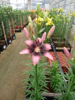 [5041 Thesiri No02.JPG]